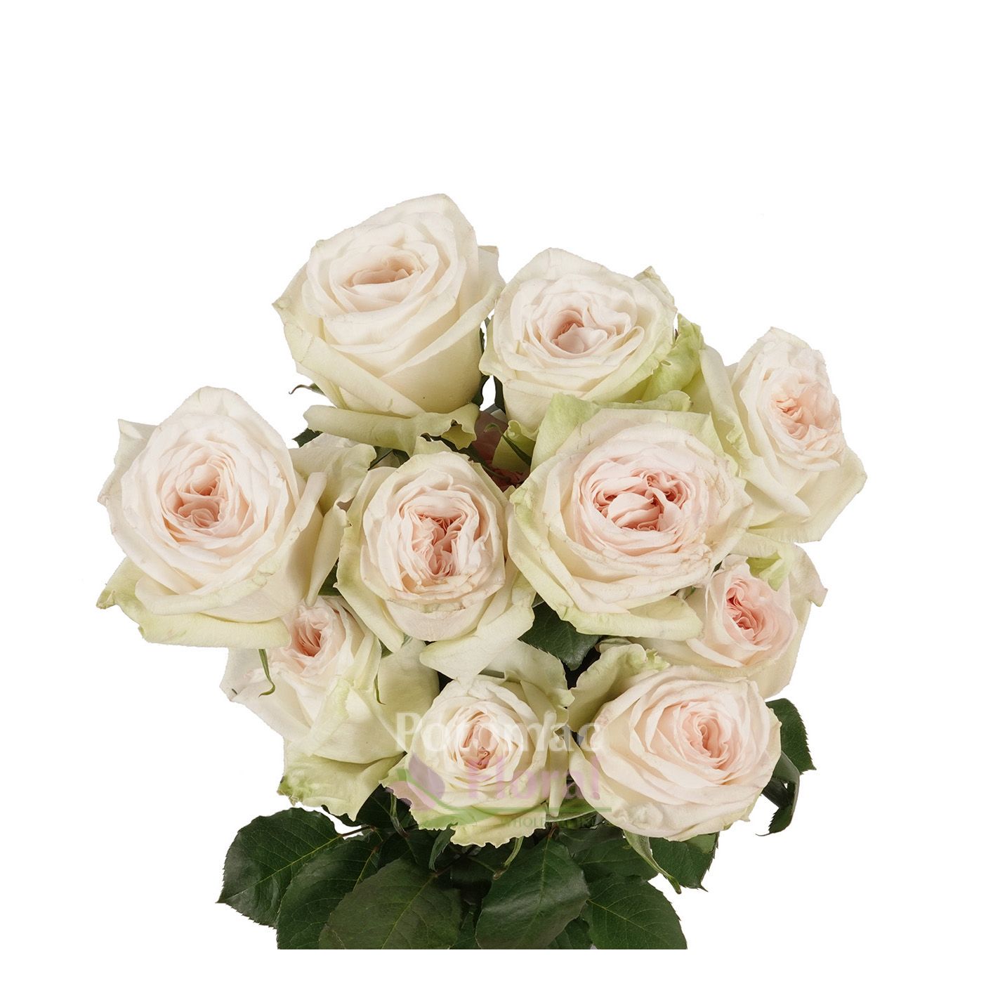 Garden Rose, White O'Hara Potomac Floral Wholesale